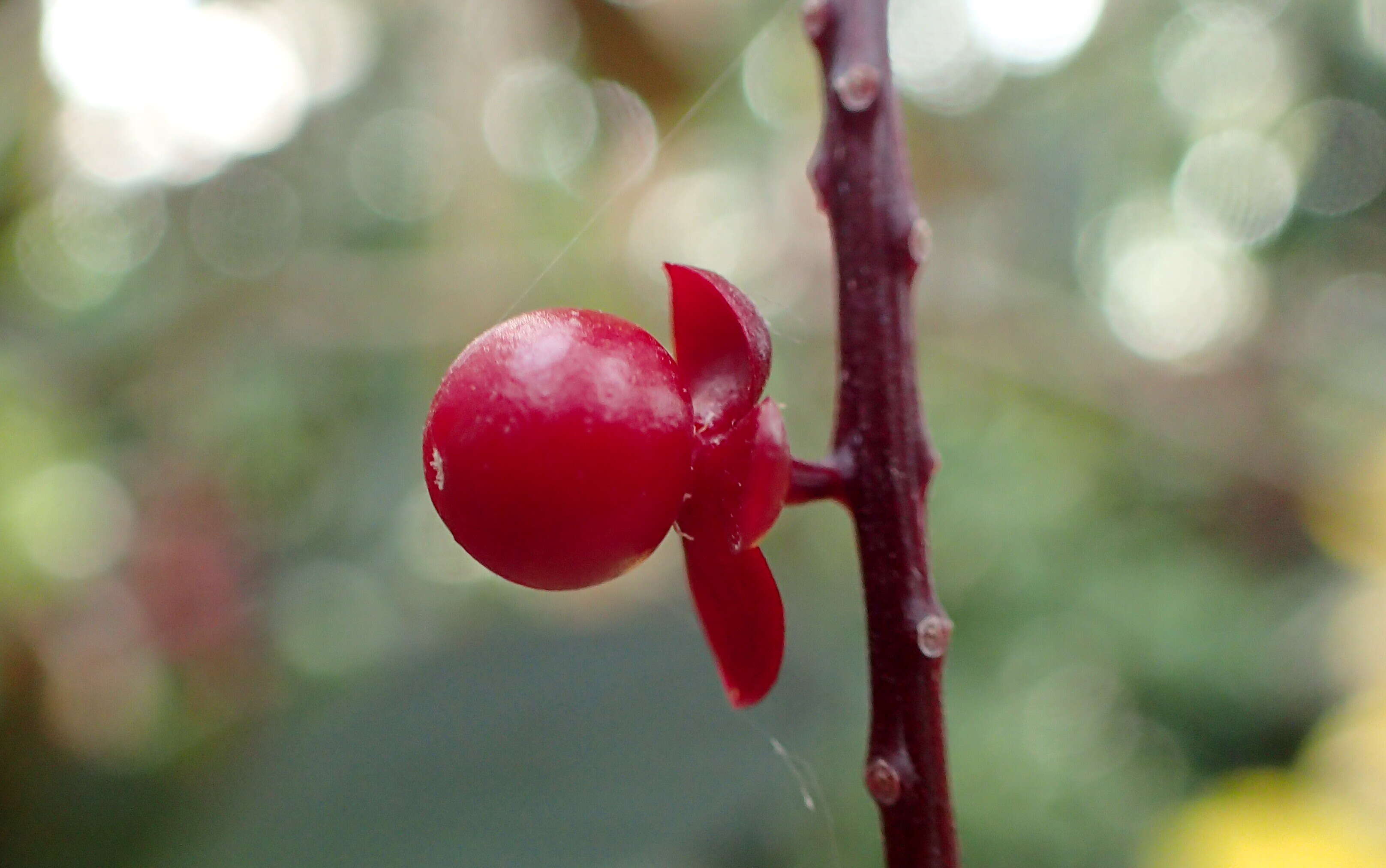 Image of Trichostigma peruvianum (Moquin) H. Walter