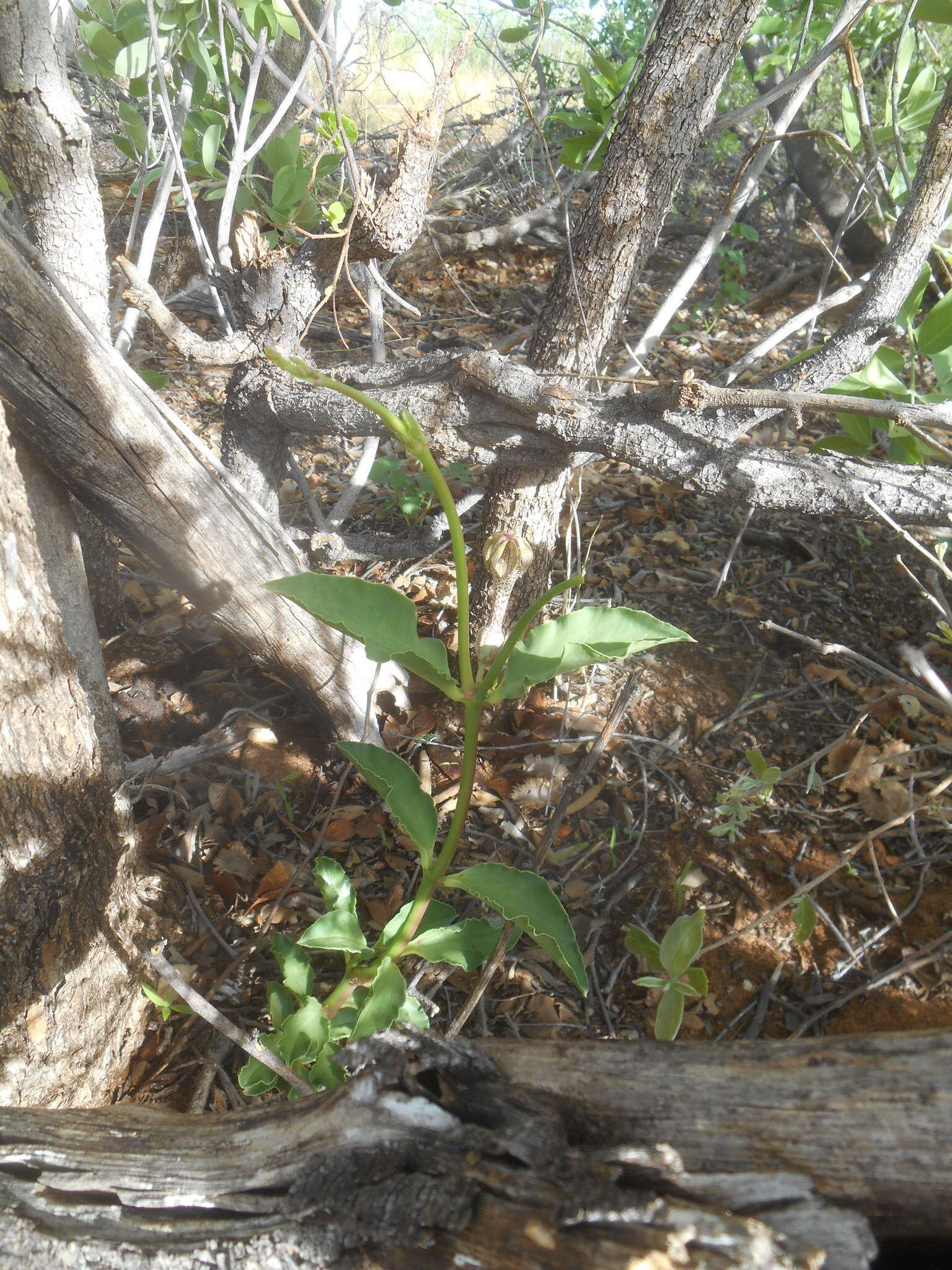 صورة Ceropegia crassifolia Schltr.