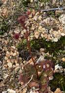 صورة Drosera andersoniana W. Fitzg. ex Ewart. & White