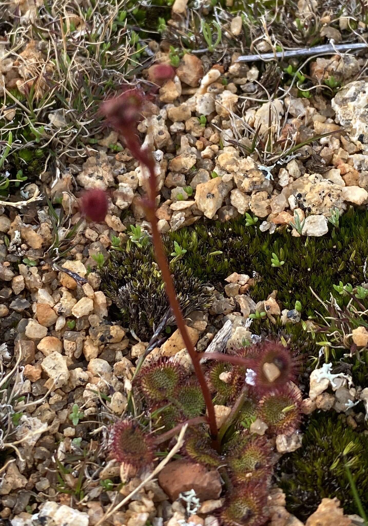 Image of Drosera andersoniana W. Fitzg. ex Ewart. & White