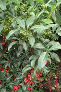 صورة Ardisia crenata Sims