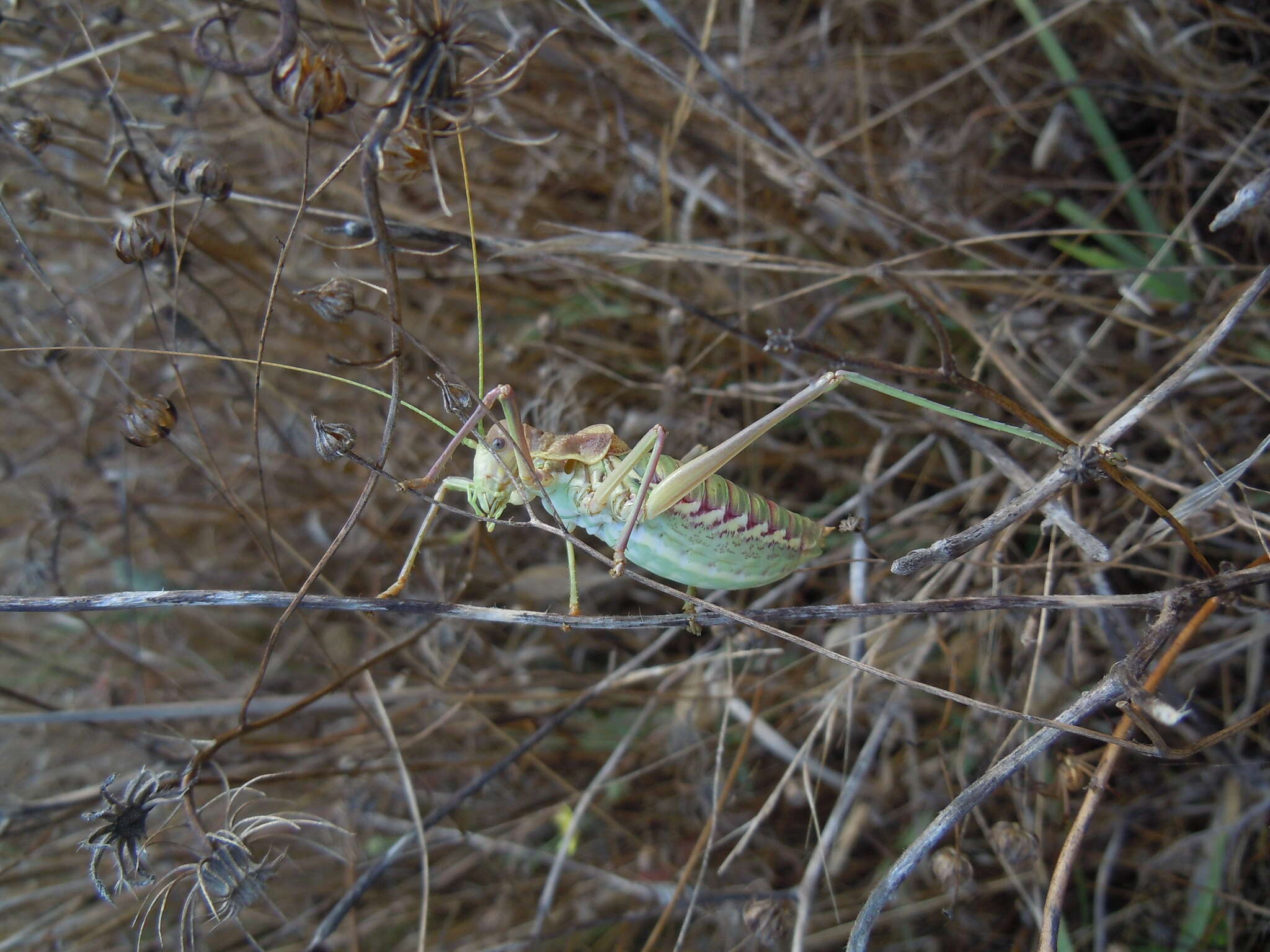 Image of Steropleurus pseudolus (Bolívar & I. 1878)