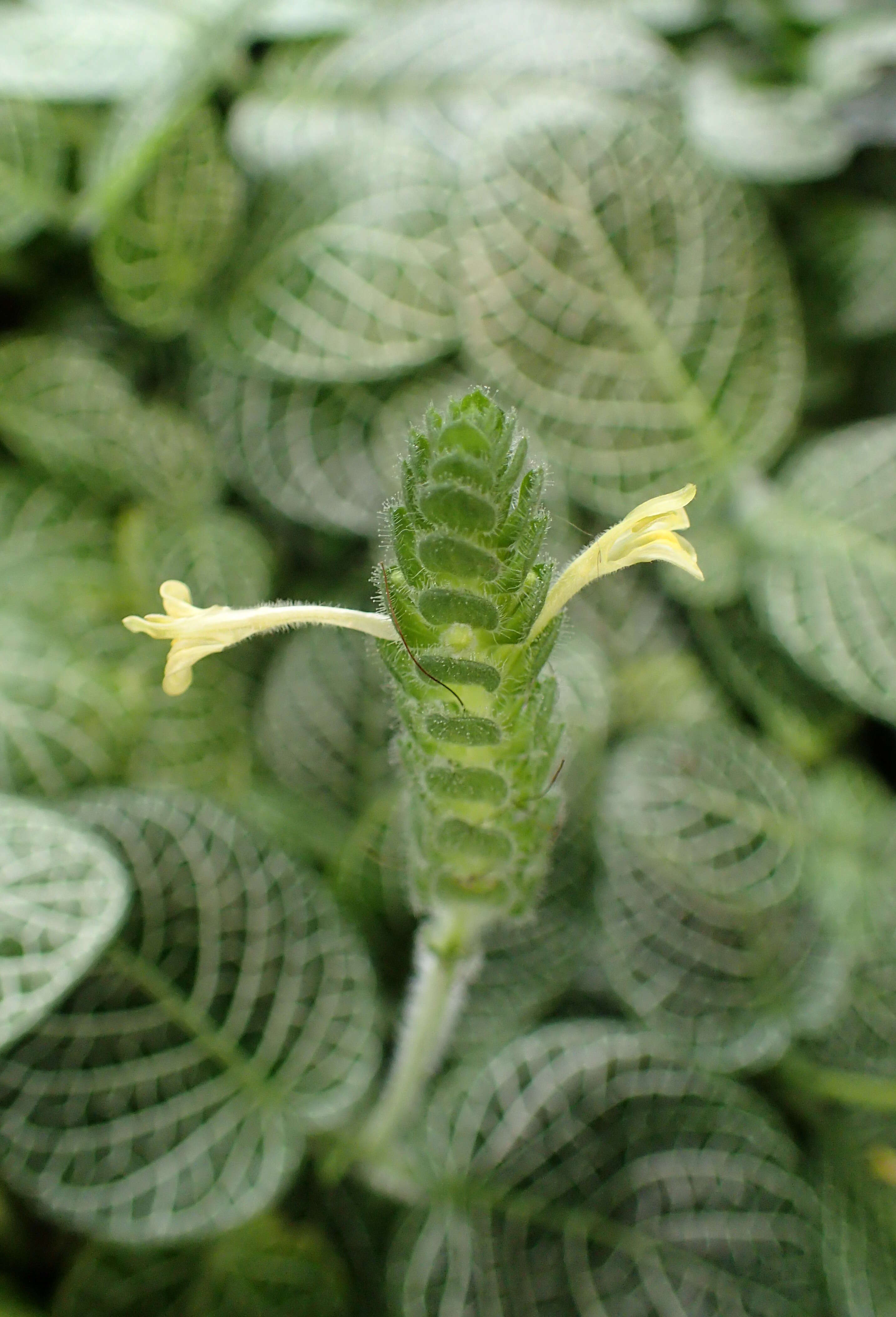 Fittonia albivenis (Lindl. ex Veitch) R. K. Brummitt resmi