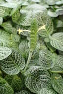 Fittonia albivenis (Lindl. ex Veitch) R. K. Brummitt resmi