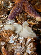 Imagem de Onchidoris bilamellata (Linnaeus 1767)