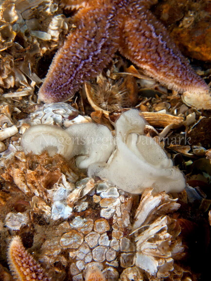 Image of barnacle-eating onchidoris