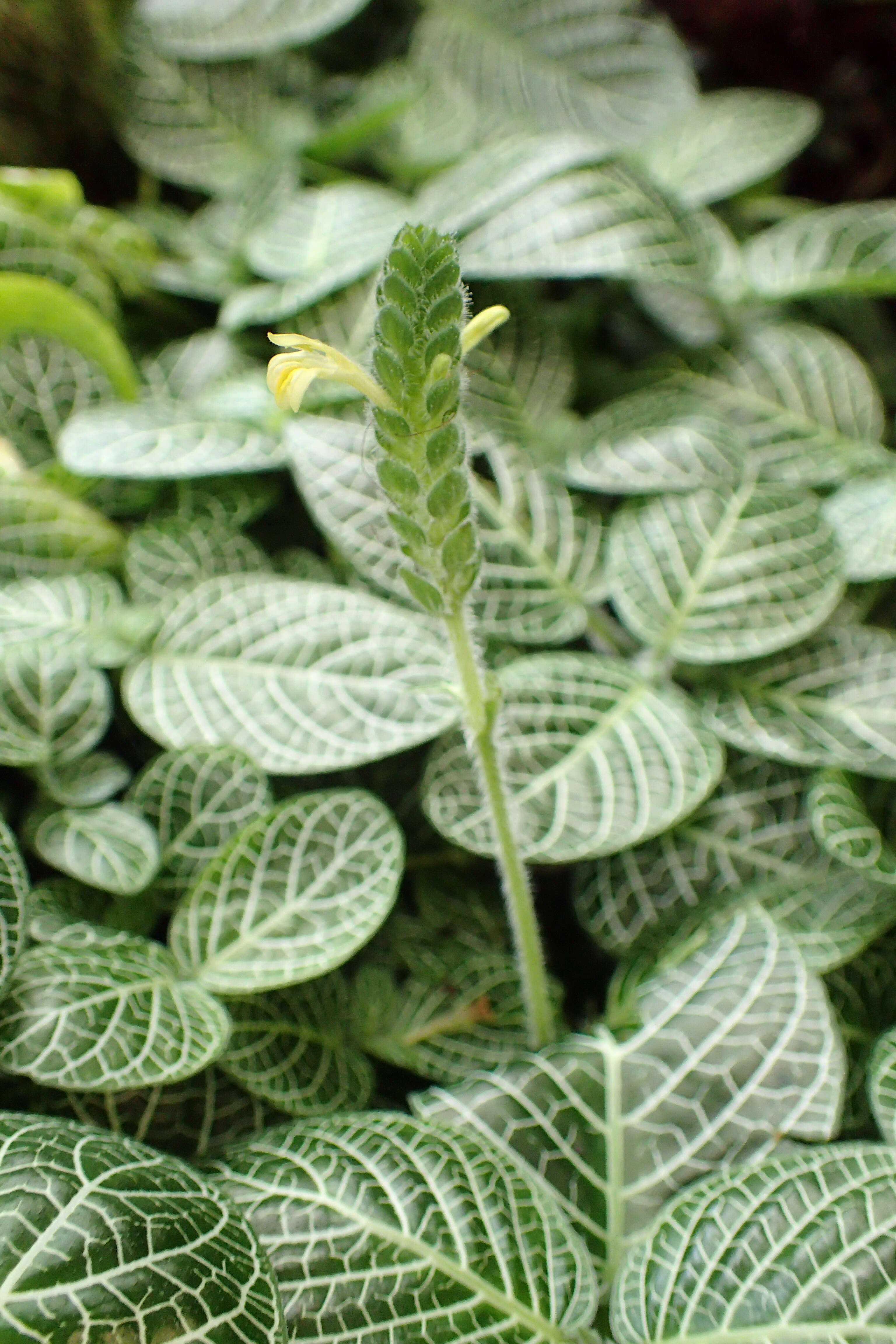 Fittonia albivenis (Lindl. ex Veitch) R. K. Brummitt resmi