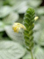 Fittonia albivenis (Lindl. ex Veitch) R. K. Brummitt resmi