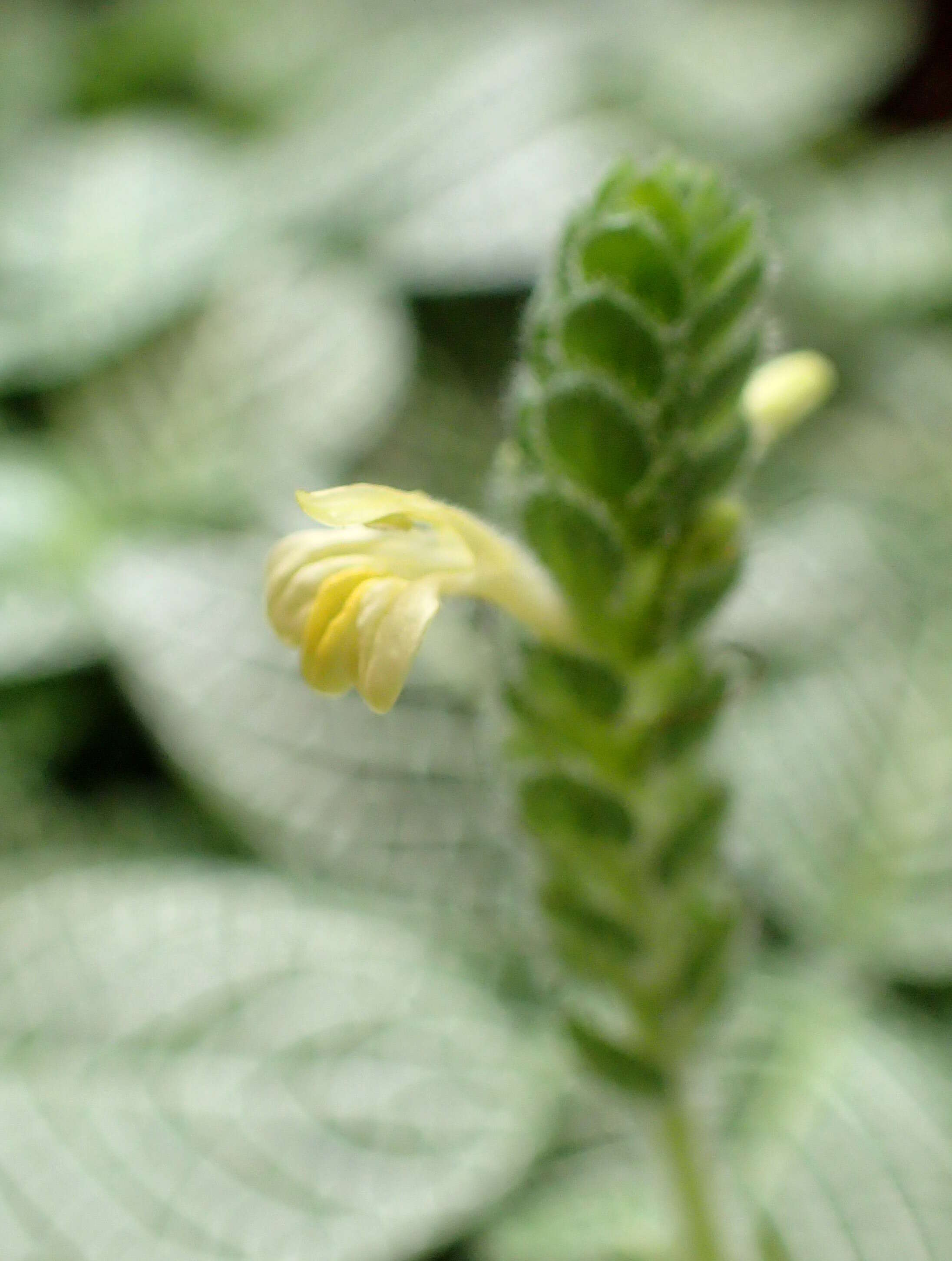 صورة Fittonia albivenis (Lindl. ex Veitch) R. K. Brummitt