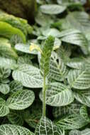 صورة Fittonia albivenis (Lindl. ex Veitch) R. K. Brummitt