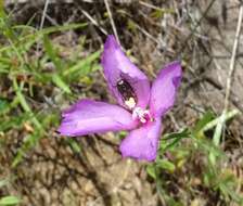 Imagem de Clarkia gracilis (Piper) A. Nels. & J. F. Macbr.