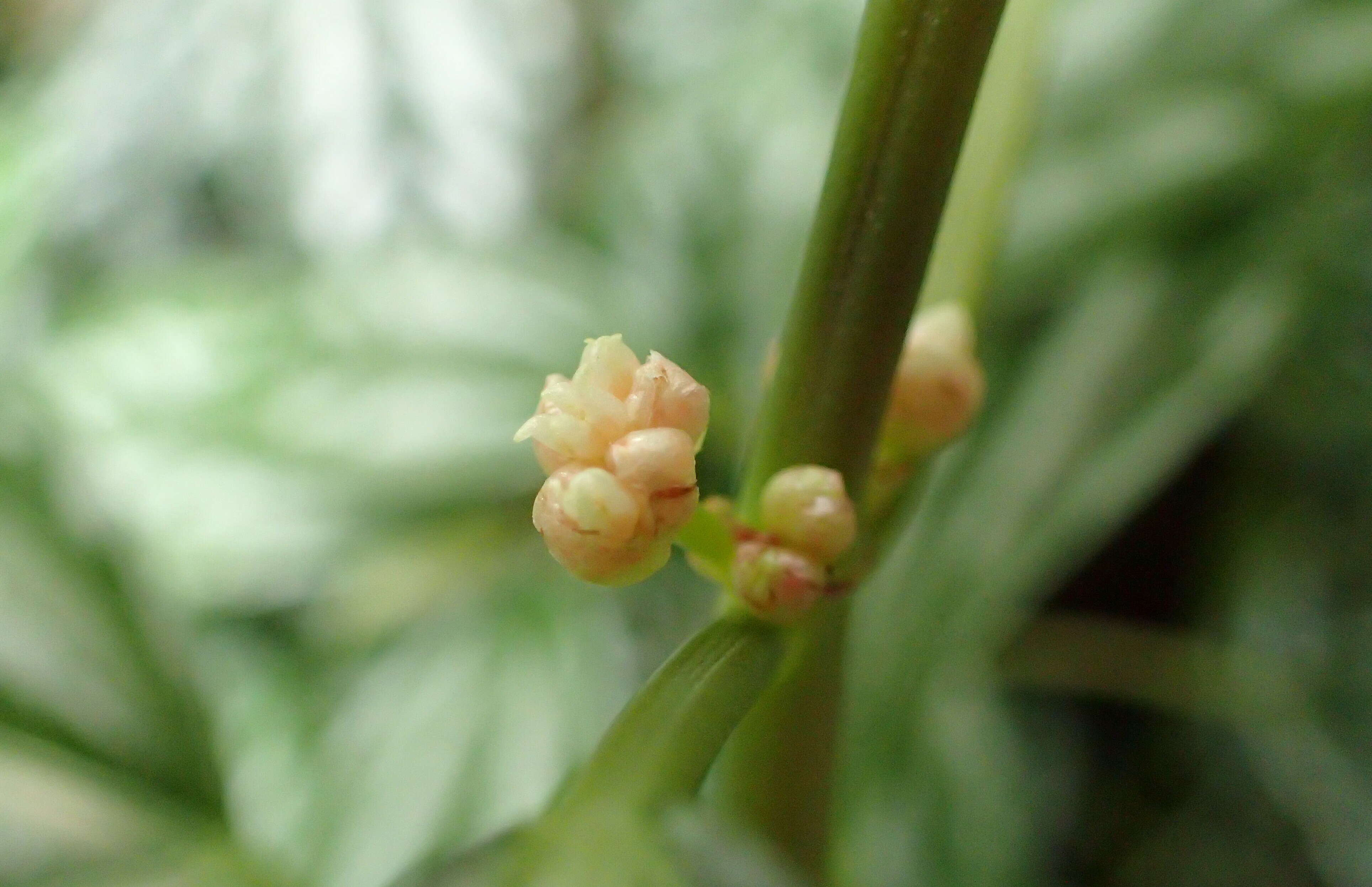 Imagem de Pilea cadierei Gagnep. & Guillaum.