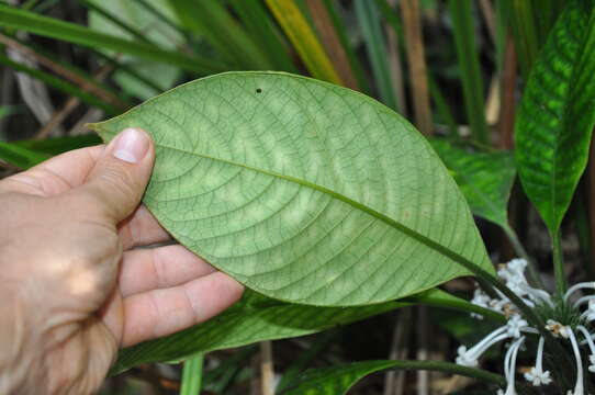 Слика од Amphidasya panamensis C. M. Taylor