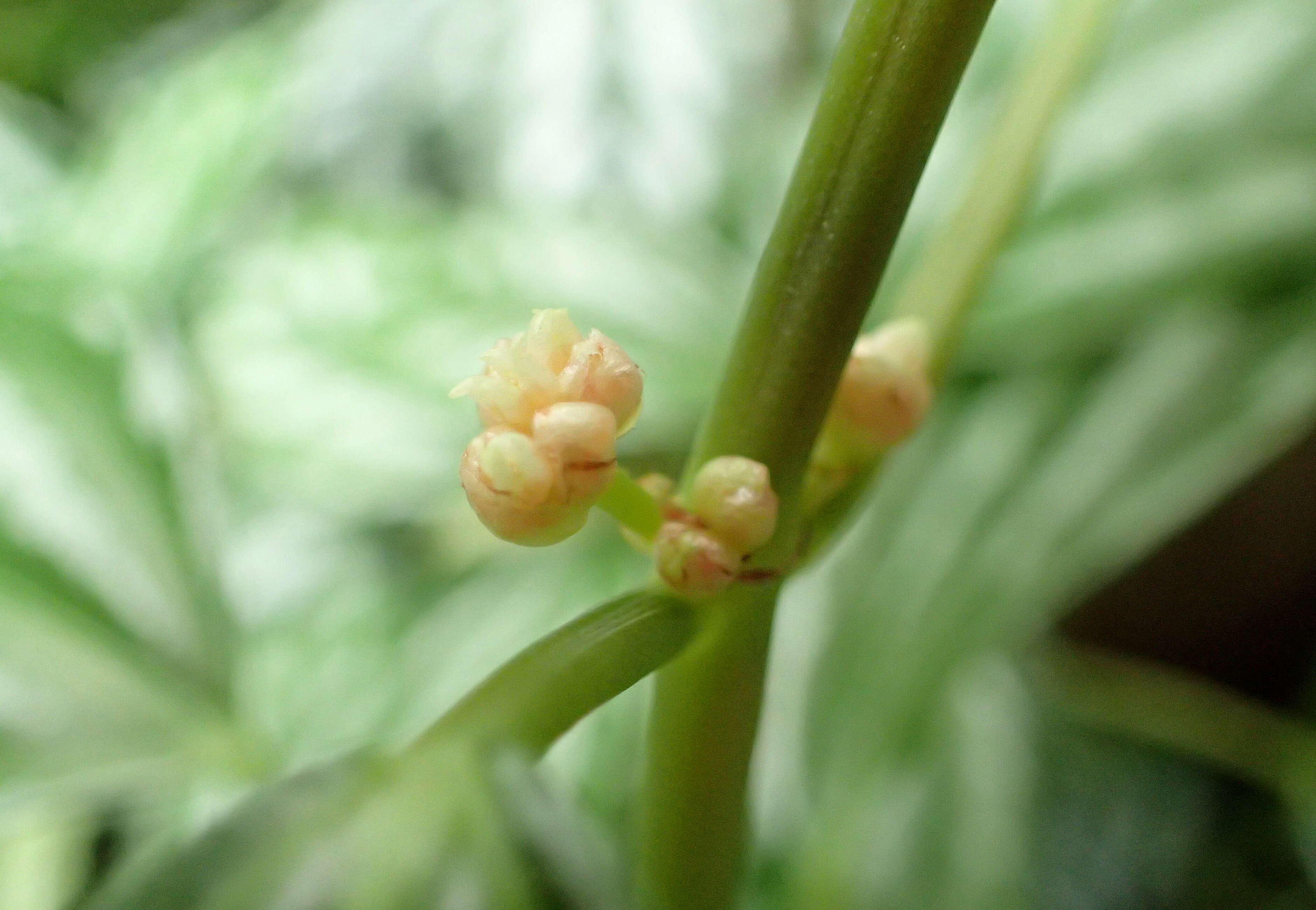 Imagem de Pilea cadierei Gagnep. & Guillaum.