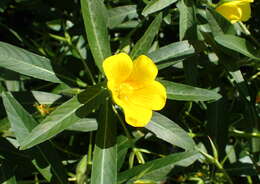 Ludwigia grandiflora var. hexapetala (Hook. & Arn.) D. B. Ward resmi