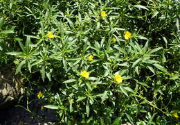 Ludwigia grandiflora var. hexapetala (Hook. & Arn.) D. B. Ward resmi