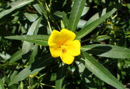 Ludwigia grandiflora var. hexapetala (Hook. & Arn.) D. B. Ward resmi