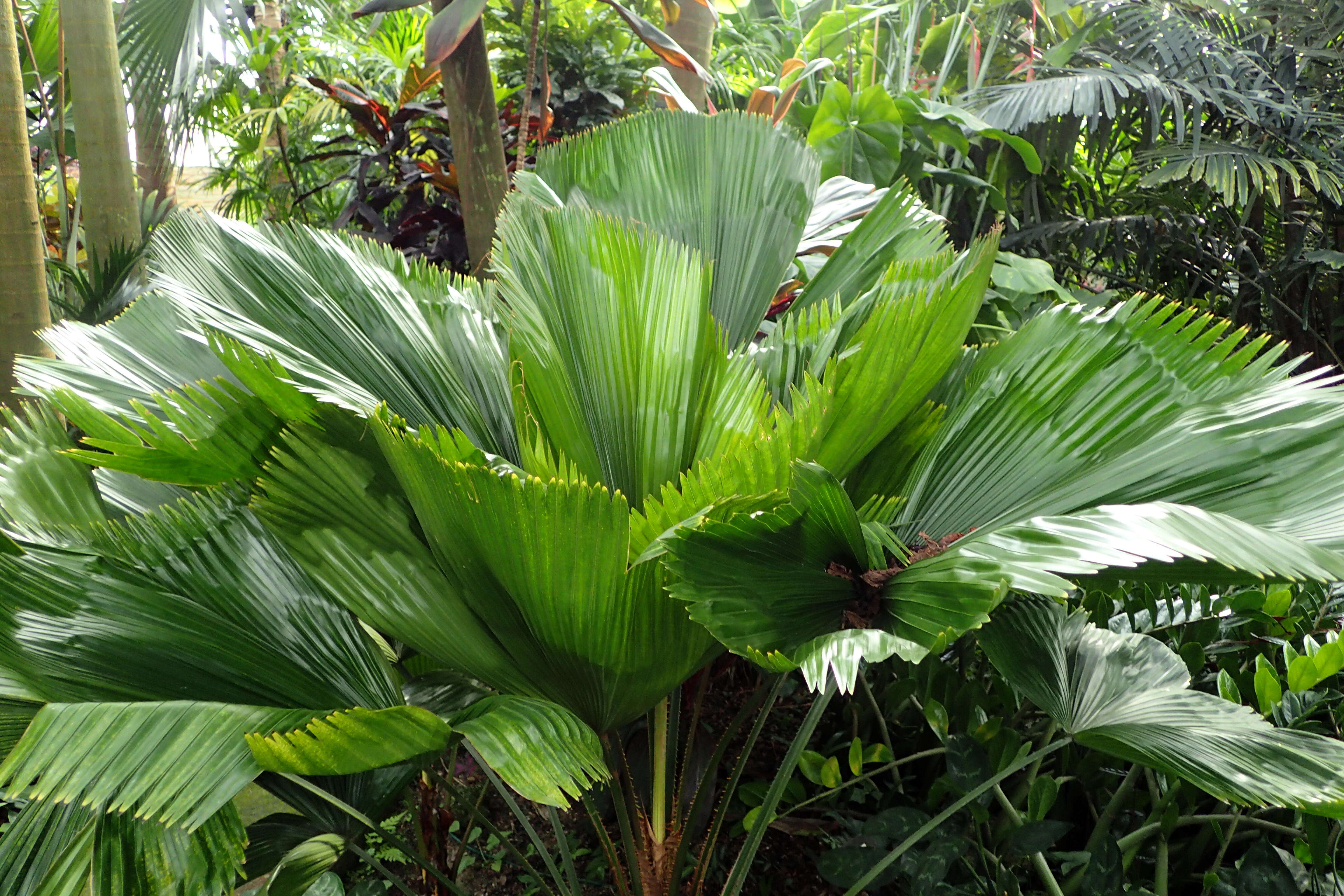 Image of Grosse Licuala Palm