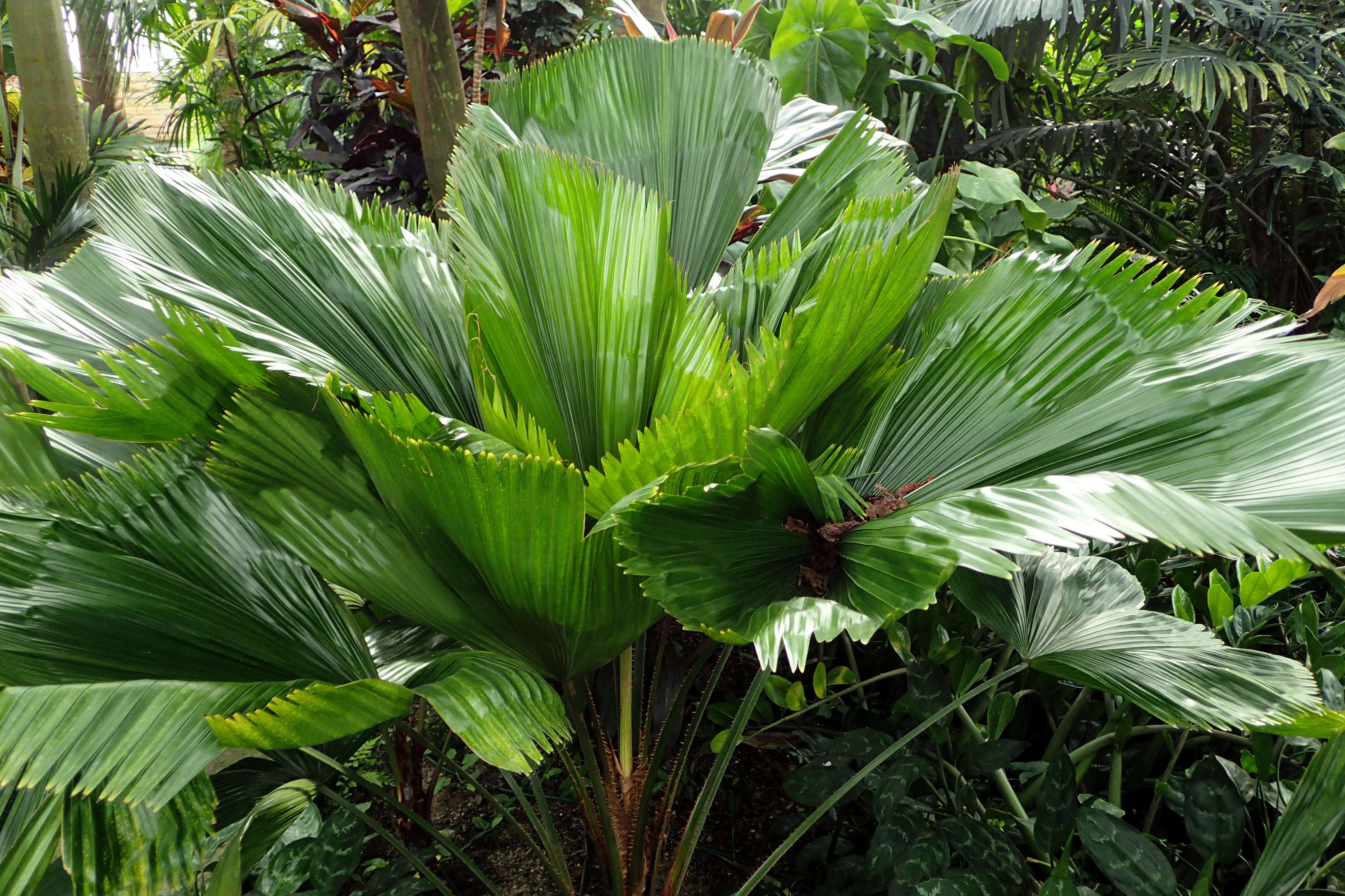 Image of Vanuatu fan palm