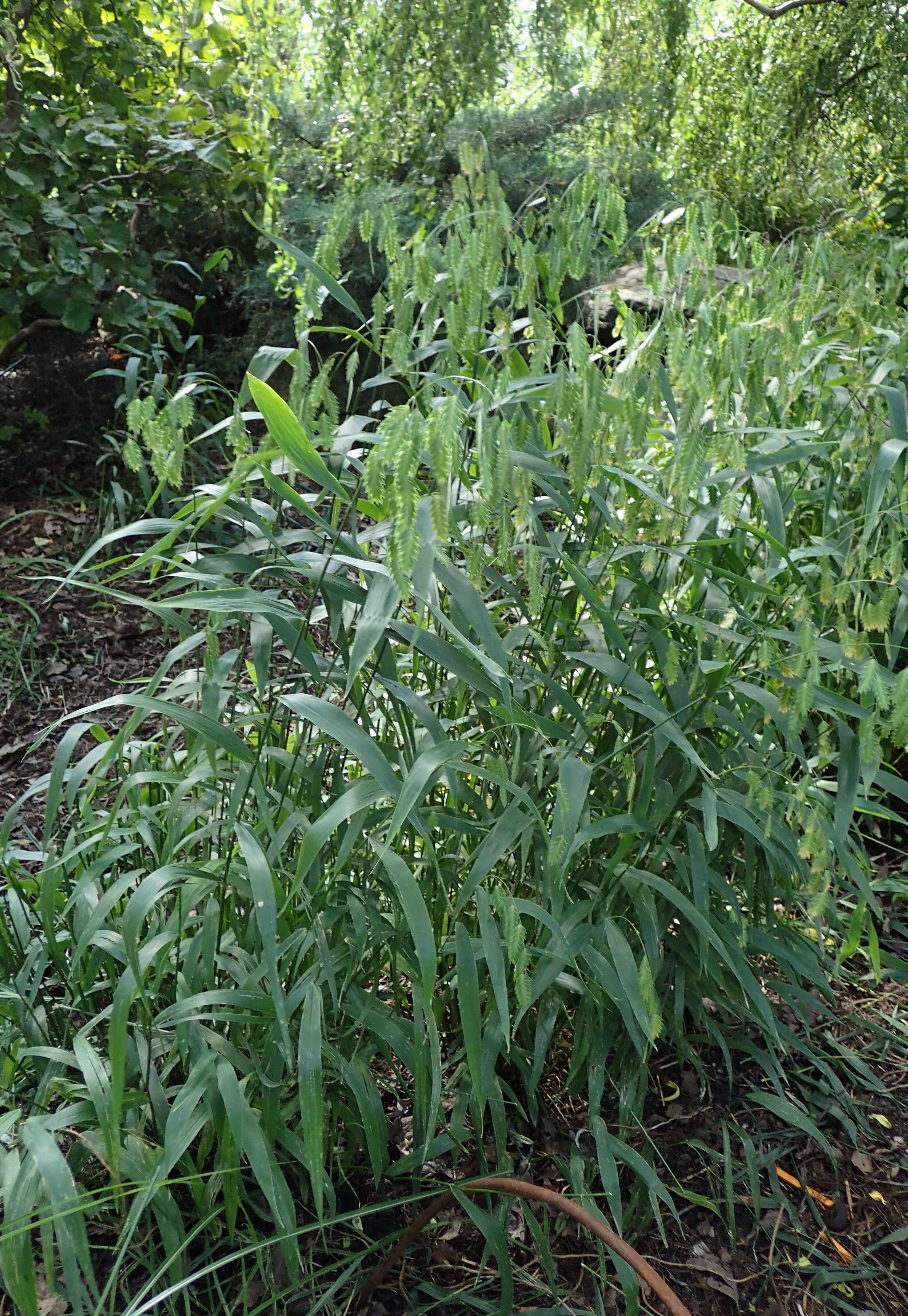 Image of Indian woodoats