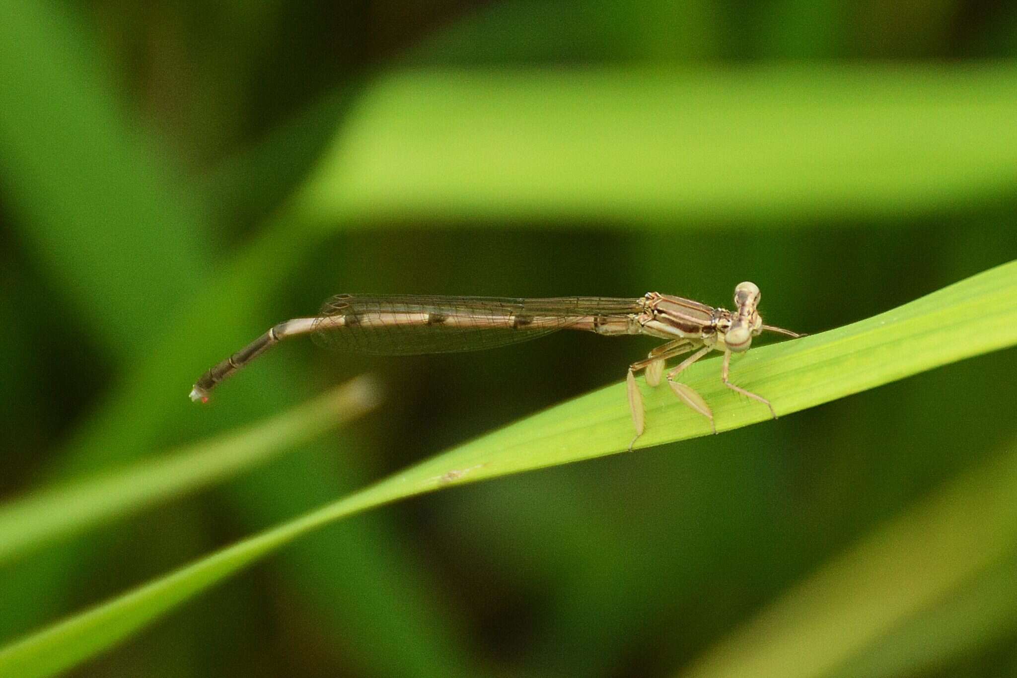 Image of Platycnemis phyllopoda Djakonov 1926