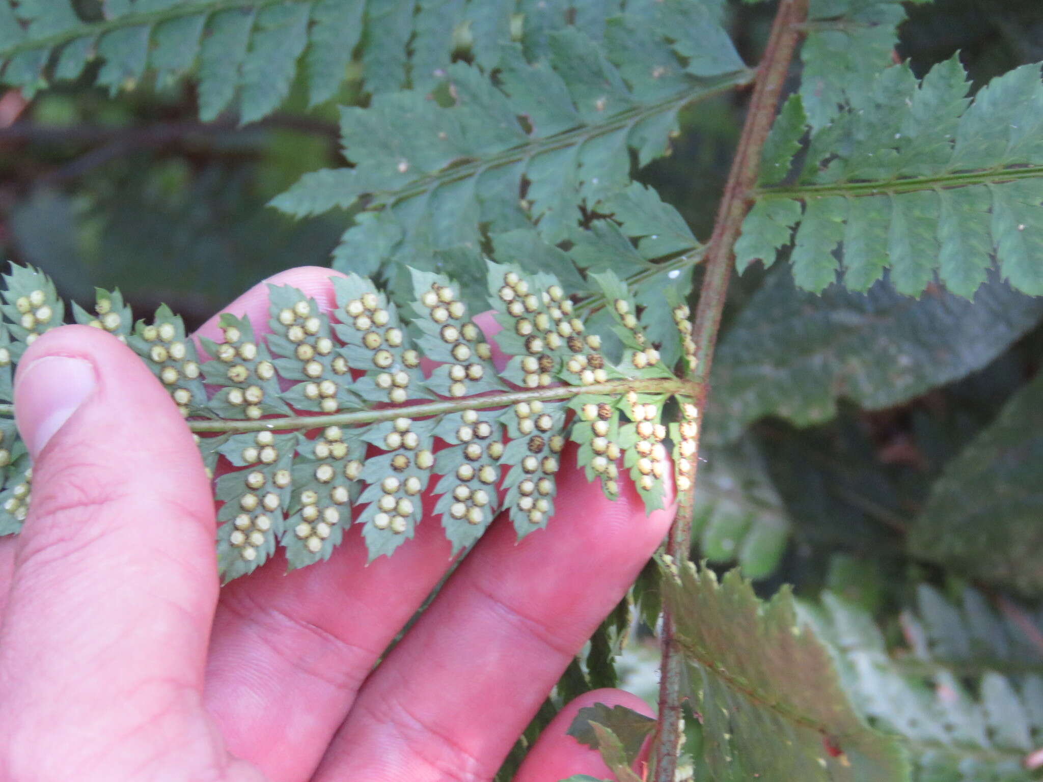 Image of Polystichum muricatum (L.) Fée