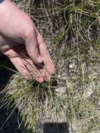 Image of Great Basin desertparsley