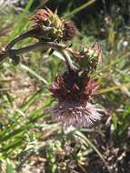 Image of Chorro Creek bog thistle