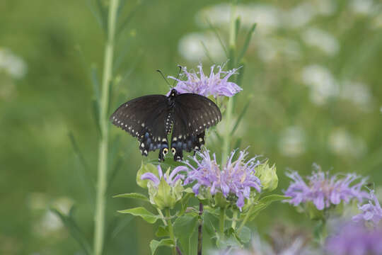 Image of Black Swallowtail