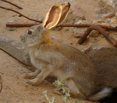 Image of Tolai Hare