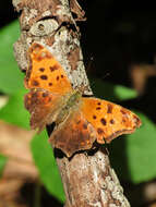 Image of Eastern Comma