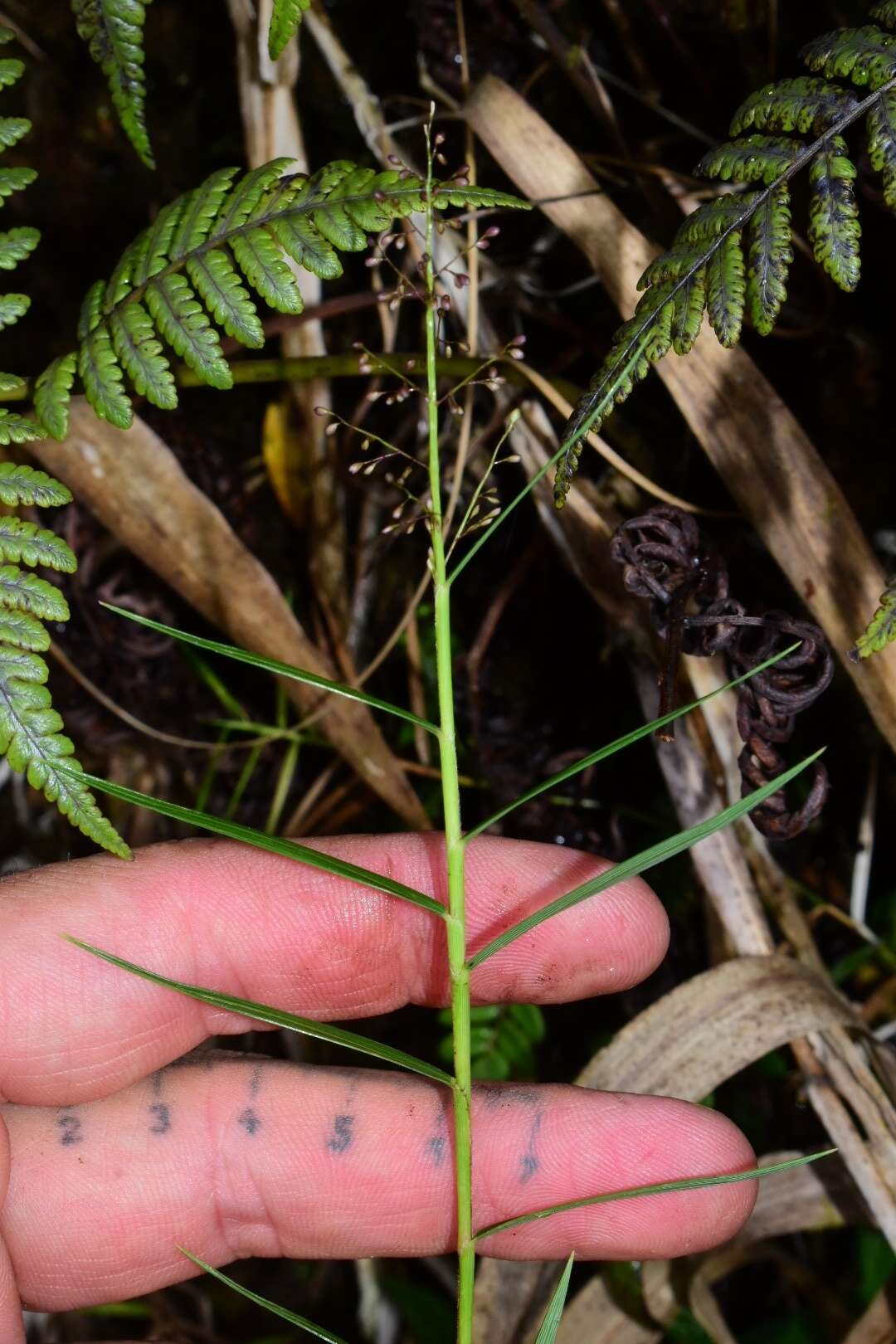 Imagem de Isachne rigidifolia (Poir.) Urb.