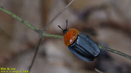 Necrophila (Calosilpha) brunnicollis (Kraatz 1877) resmi