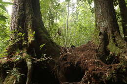 Imagem de Nothofagus moorei (F. Muell.) Krasser