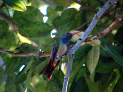 Imagem de Amazilia yucatanensis (Cabot & S 1845)