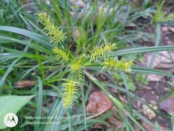 Слика од Cyperus hermaphroditus (Jacq.) Standl.