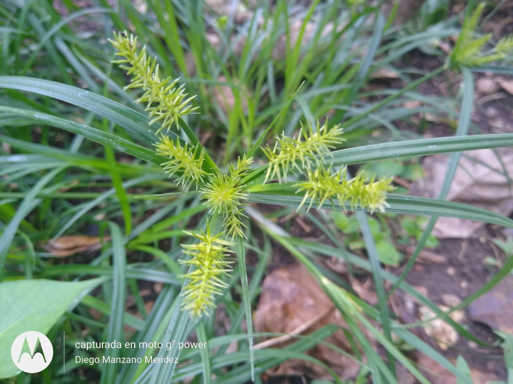 Слика од Cyperus hermaphroditus (Jacq.) Standl.