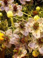 Image of black cumin