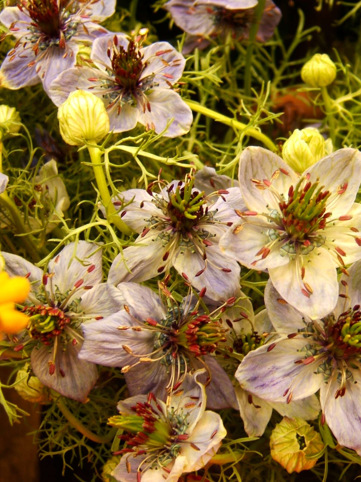 Image of black cumin