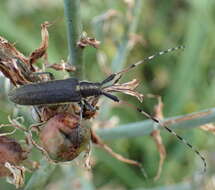 Image of Agapanthia (Epoptes) asphodeli (Latreille 1804)