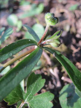 Image of Goldilocks Buttercup