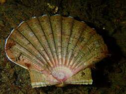 Image of Great Atlantic scallop