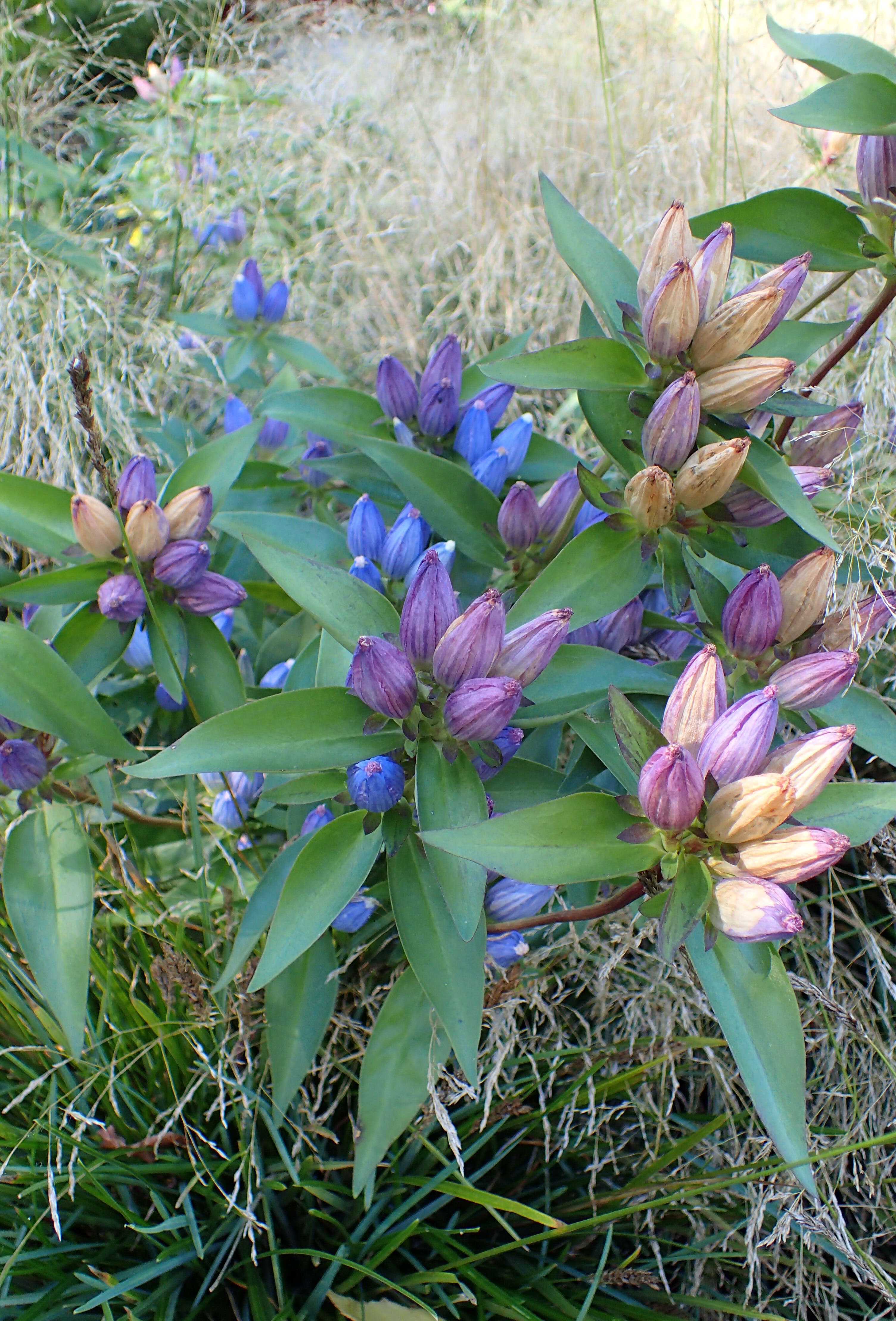 Image of closed bottle gentian