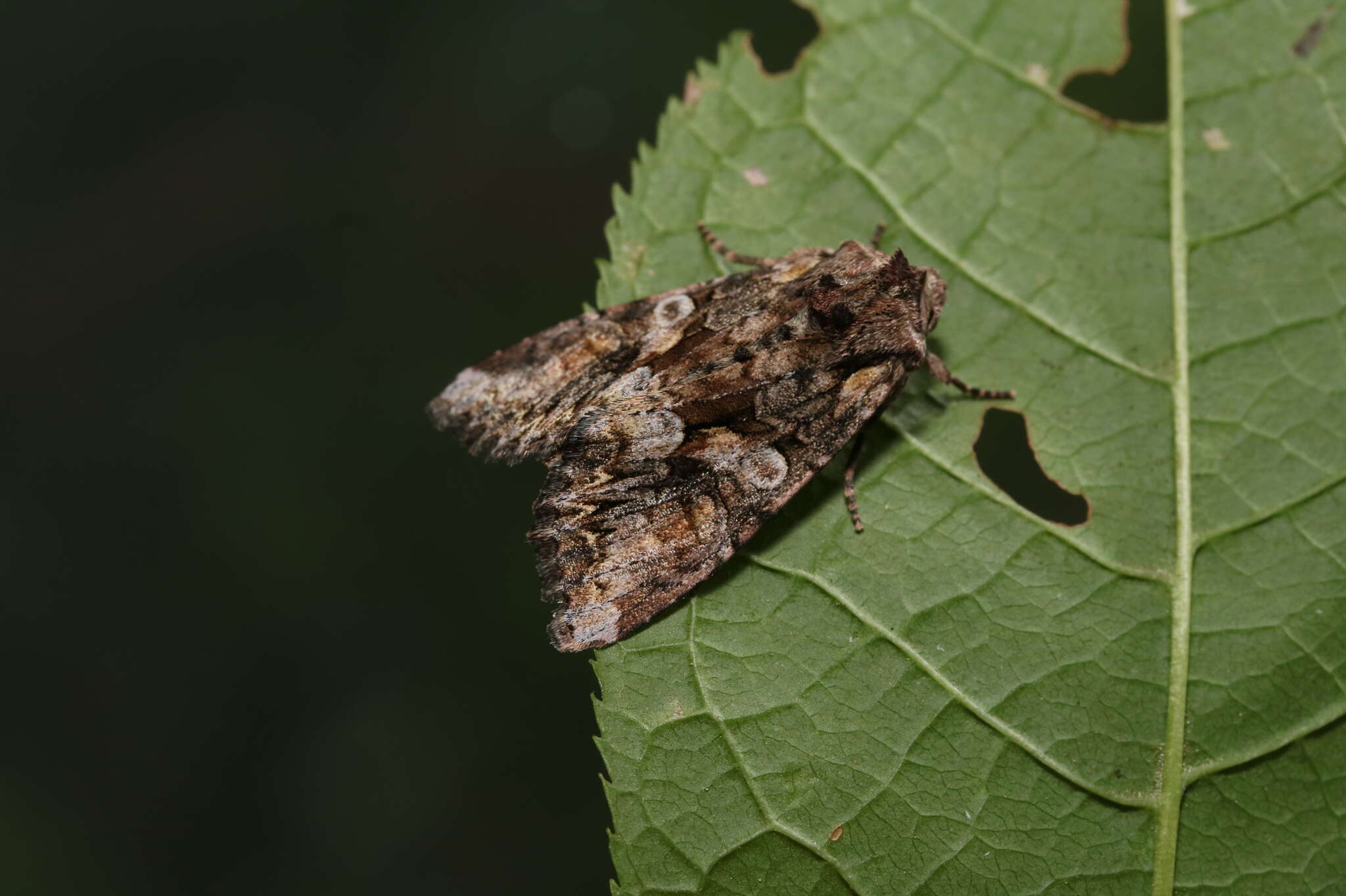 Image of Lacanobia contigua Schiffermüller 1776