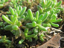 Image of White Stonecrop