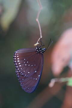 Image of Euploea sylvester harrisii Felder, C., Felder & R. 1865