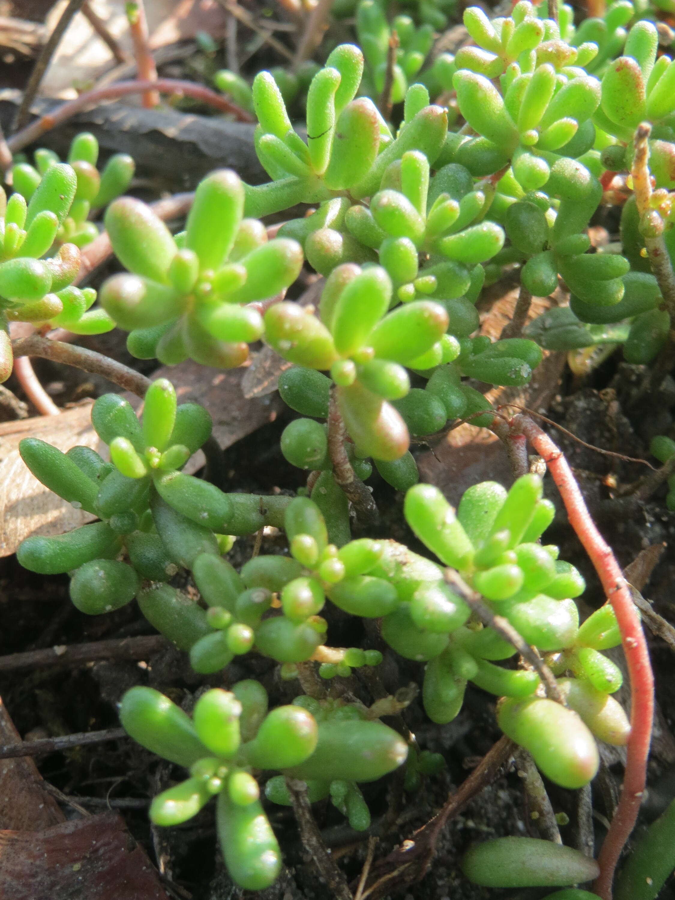 Image of White Stonecrop