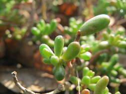 Image of White Stonecrop