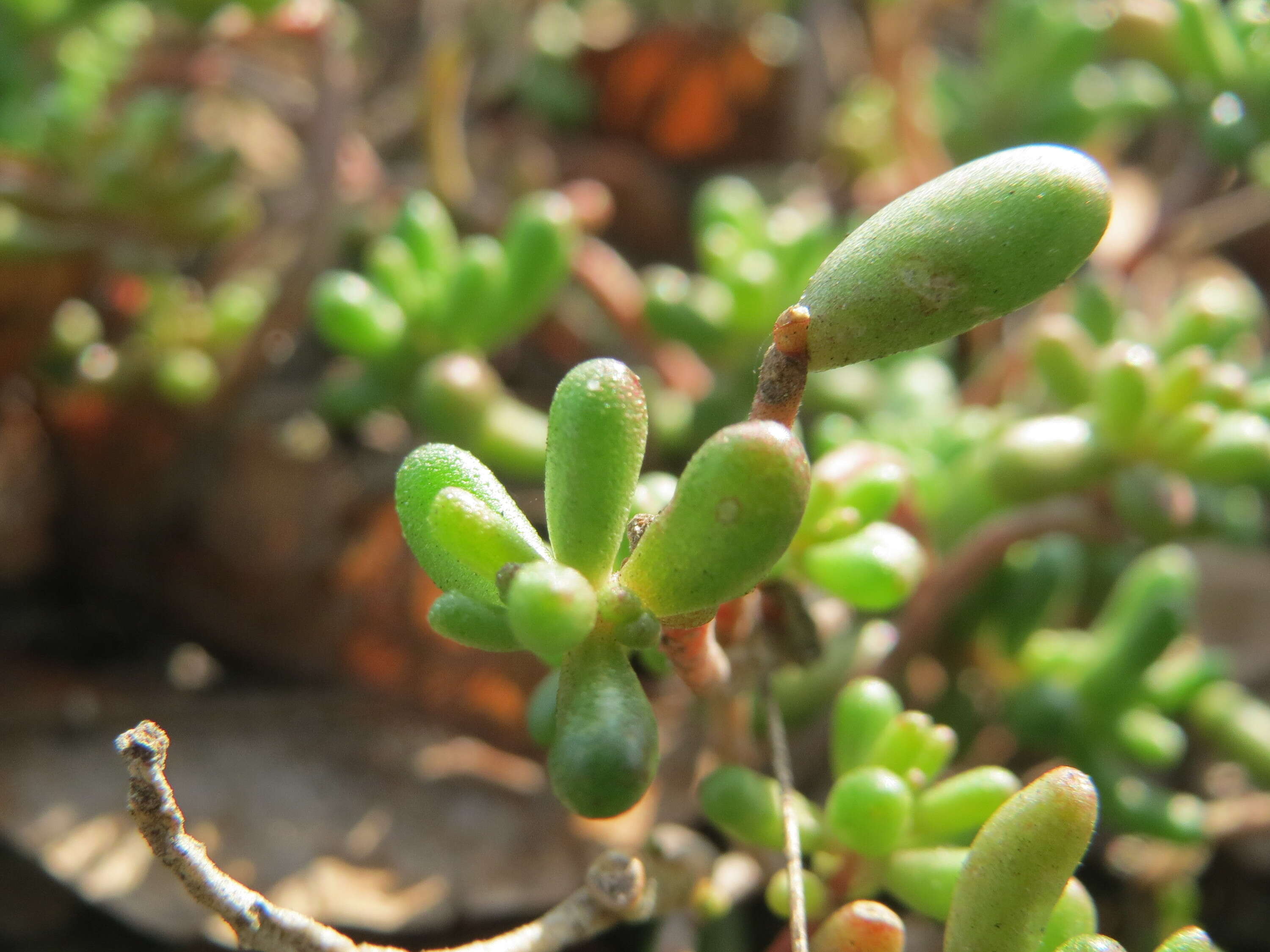 Image of White Stonecrop