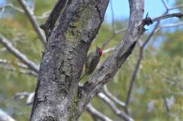 Image of Green-backed Woodpecker